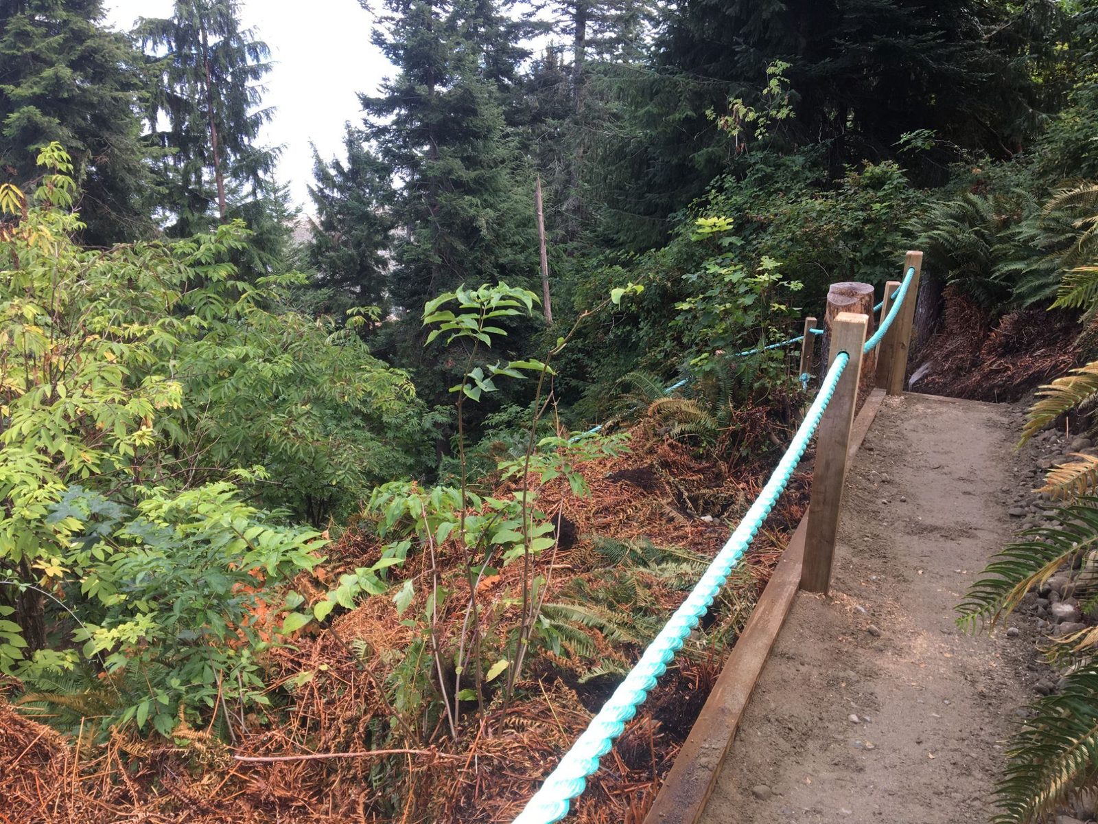 Wooden walkway with rope railing winding through ferns and forest on a coastal slope
