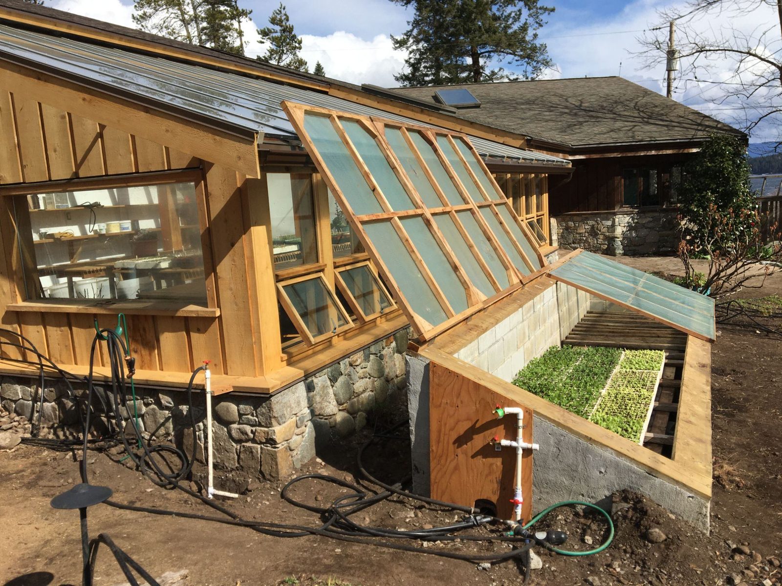 Open timber-framed greenhouse cold frame revealing trays of green seedlings beside cedar-clad greenhouse wall, Quadra Island