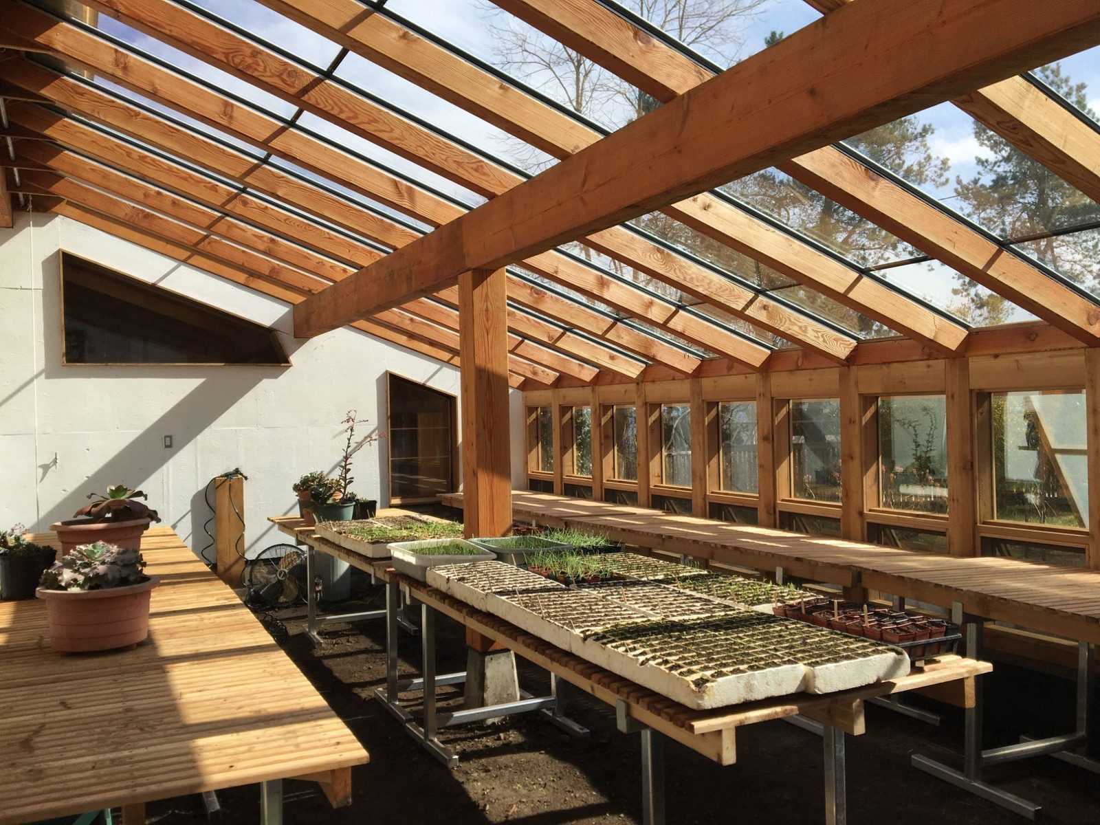 Sunlit greenhouse interior with fir-framed glass roof, wood benches and trays of seedlings in pots, Quadra Island