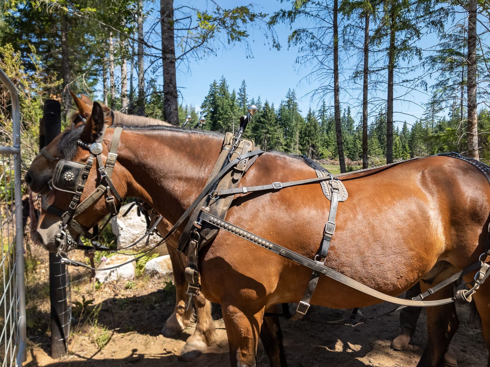 Two chestnut draft horses in heavy harness standing in a forest clearing on Quadra Island