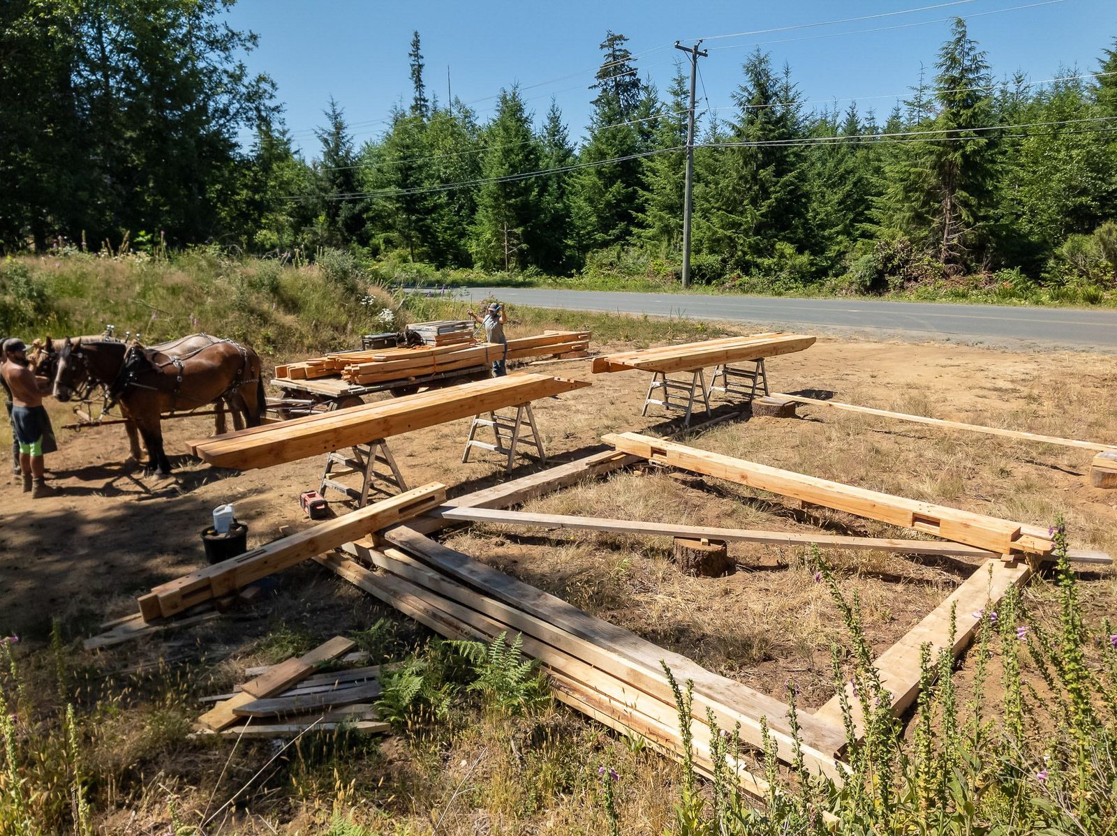 Workers and draft horses among timber frame beams laid out on sawhorses in a clearing on Quadra Island