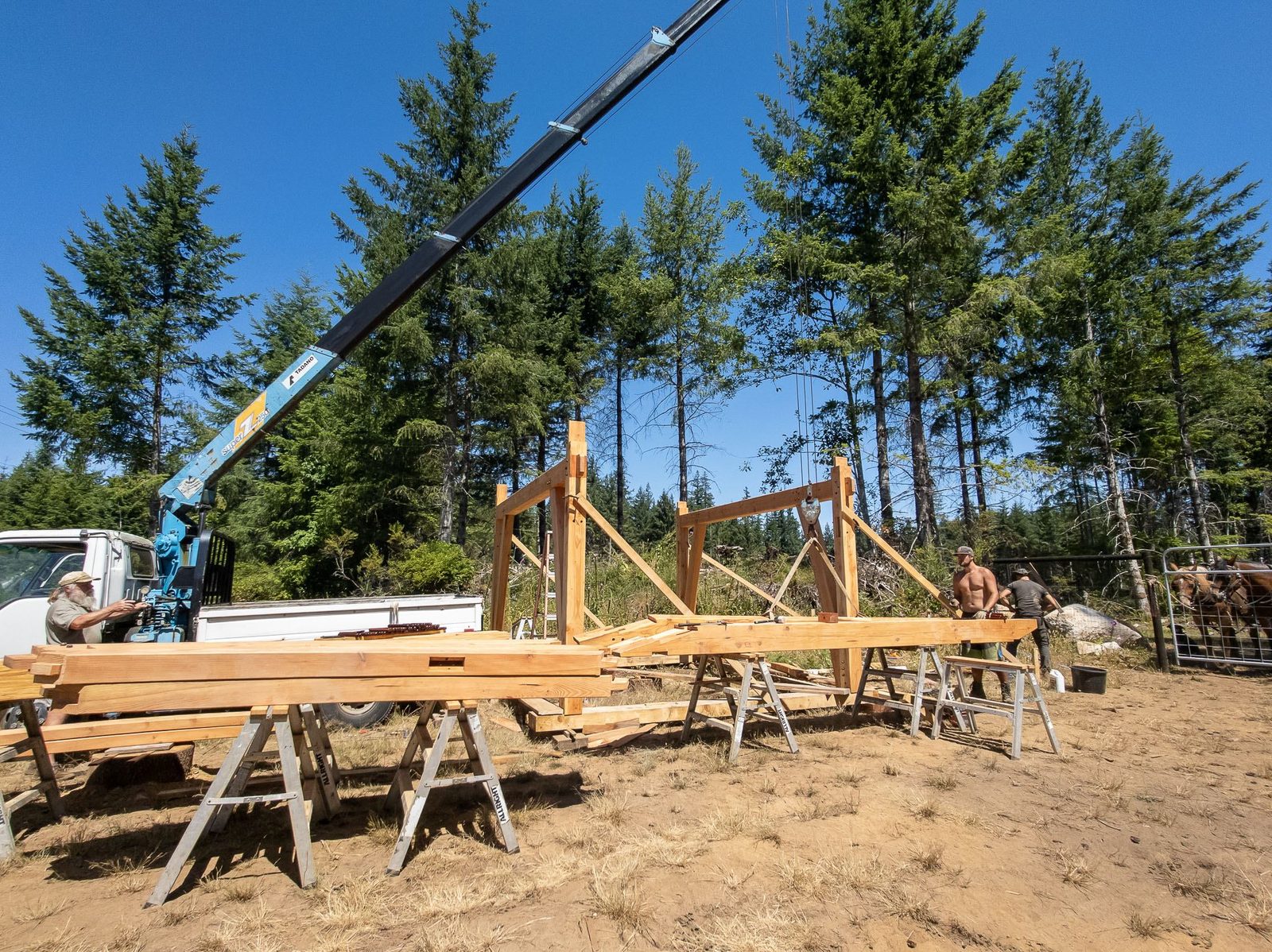 Two assembled timber frame bents standing in a clearing with a blue crane truck on Quadra Island
