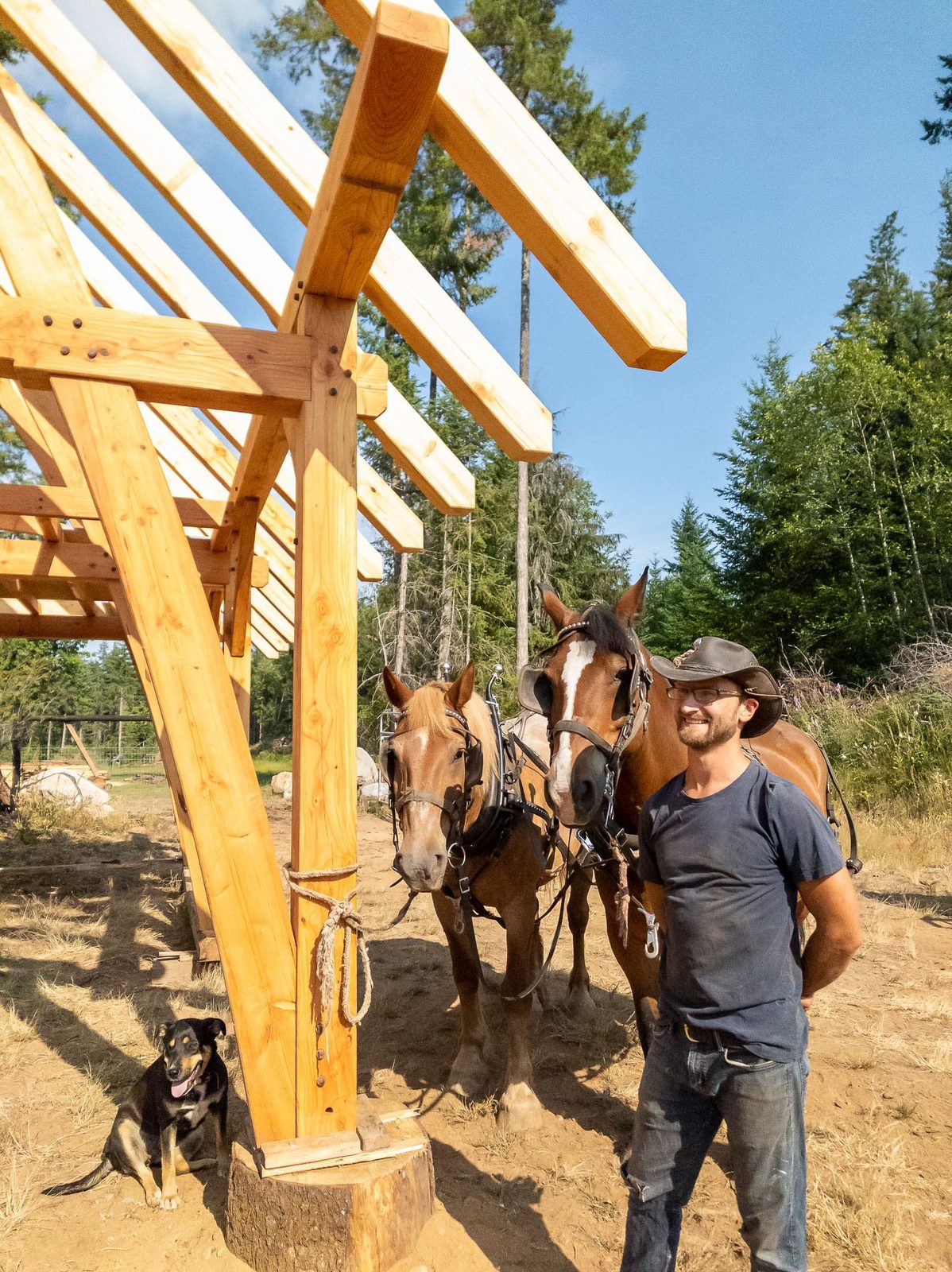 Builder, draft horses and a dog beside the finished timber frame pavilion rafters on Quadra Island
