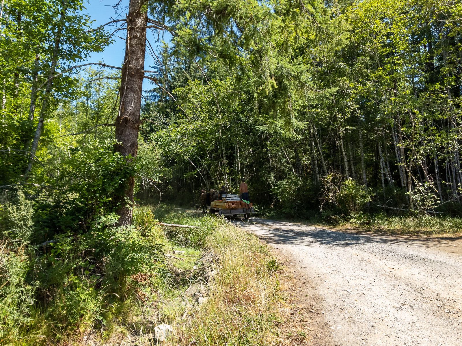 Forested gravel road leading to a timber frame work site amid evergreens on Quadra Island