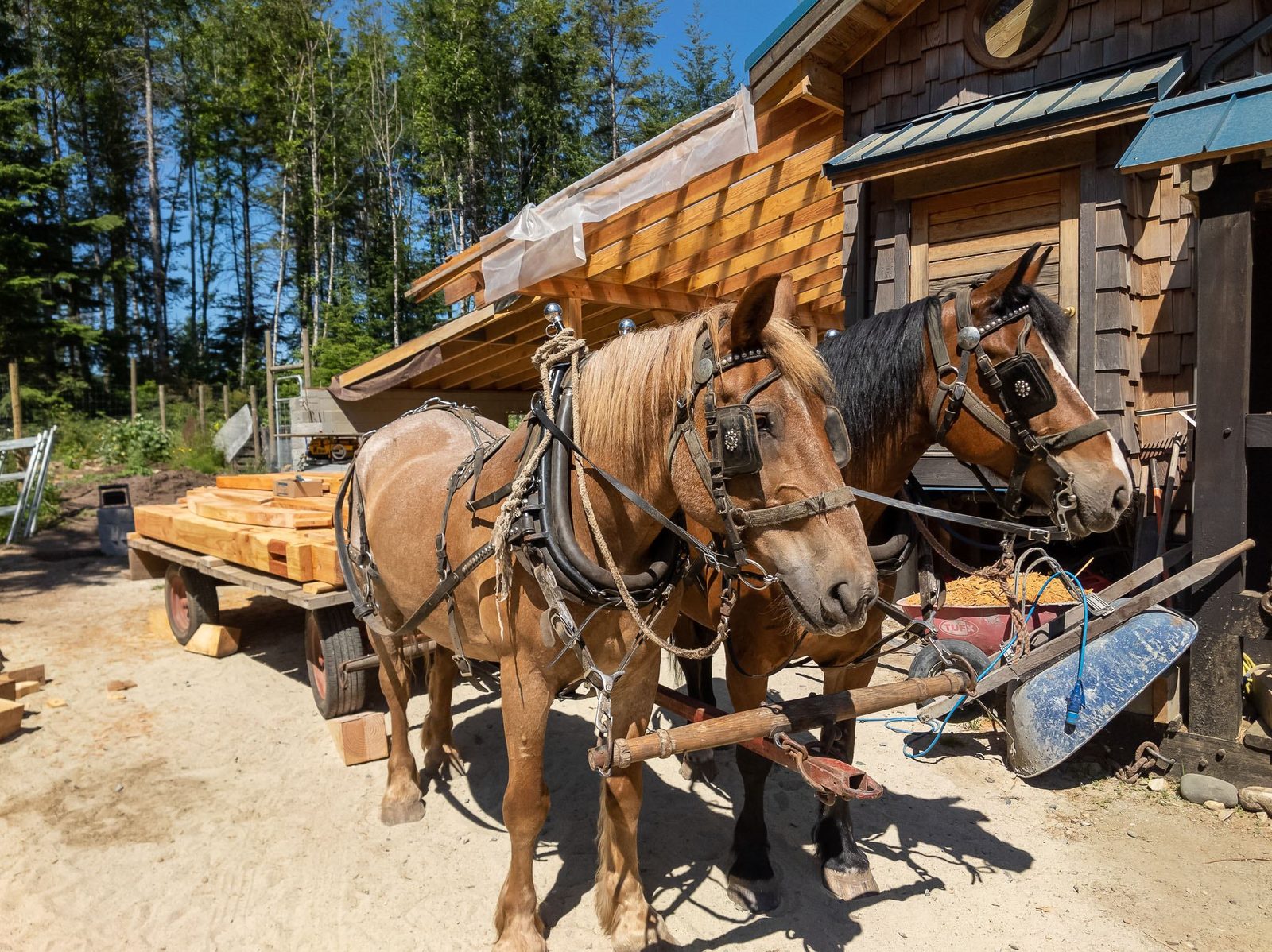 Two harnessed draft horses hitched to a timber-laden wagon beside a cedar-shingled workshop on Quadra Island