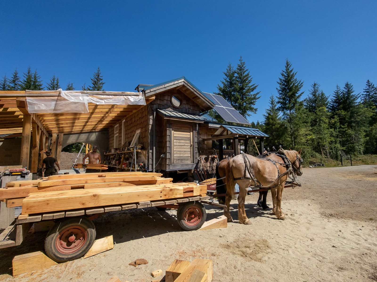 Draft horses hitched to a wagon of timber frame beams beside a solar-equipped cabin on Quadra Island