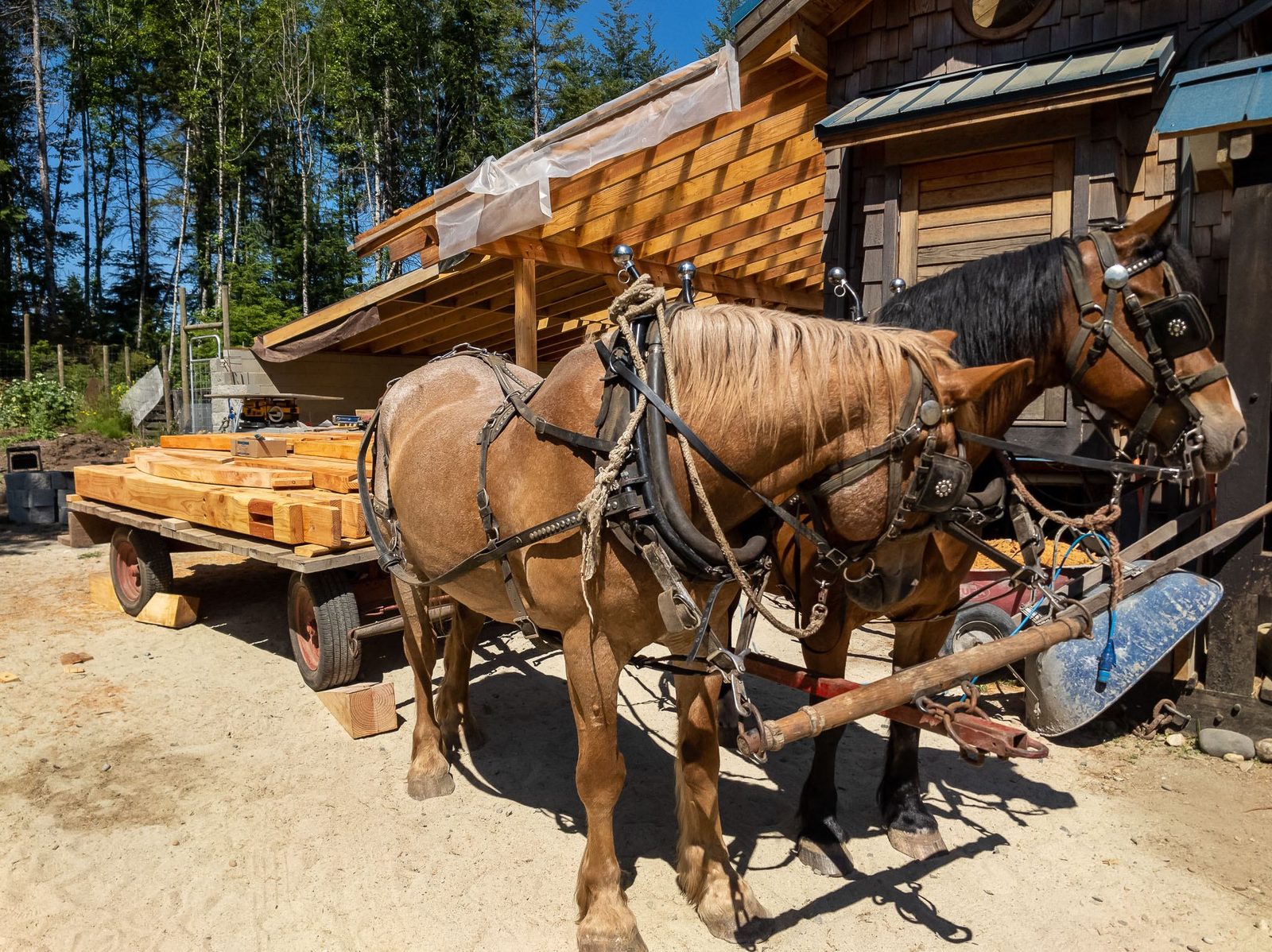 Harnessed draft horse team standing with a flatbed timber wagon by a workshop on Quadra Island