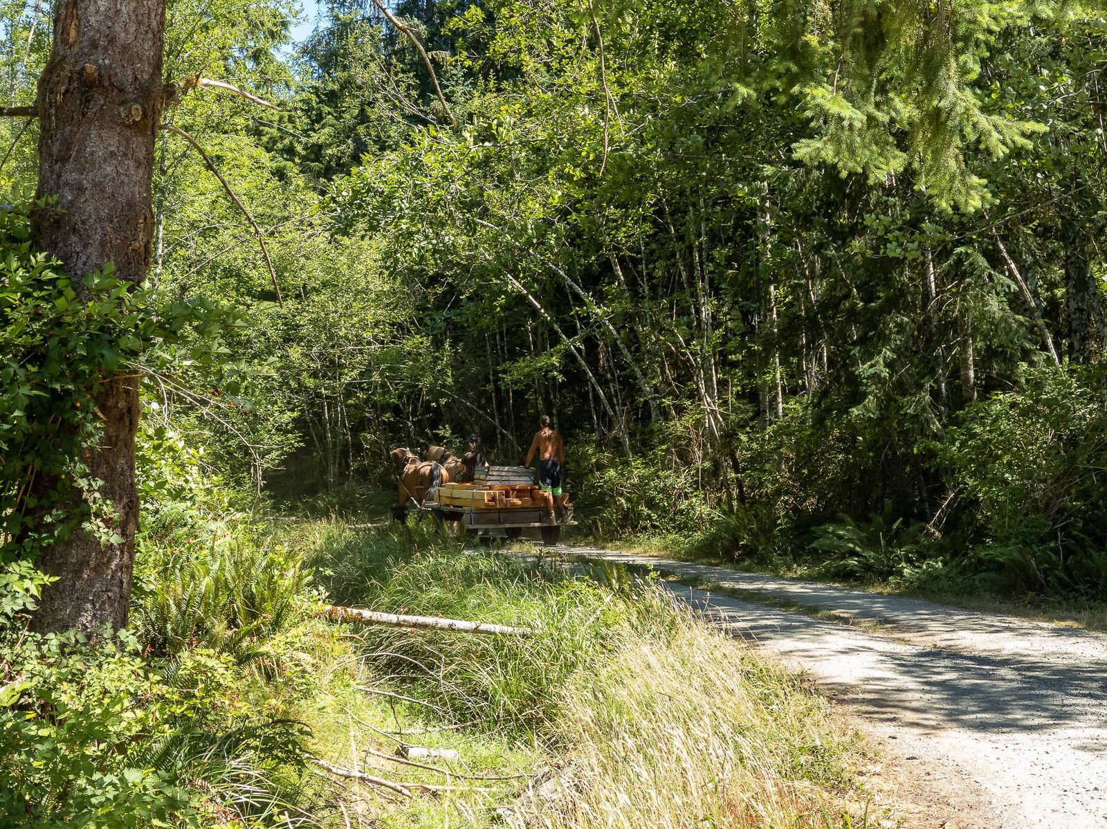 Workers and a draft horse team with a timber wagon on a forested trail on Quadra Island