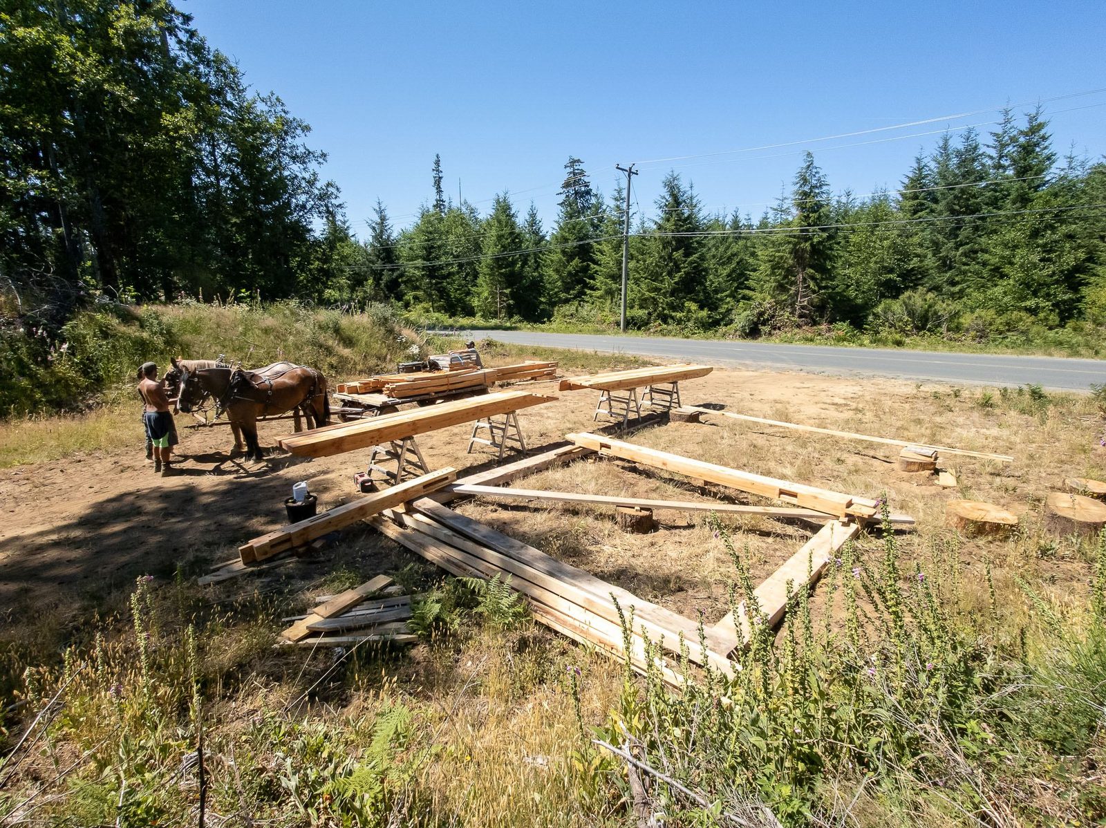 Timber frame beams laid out on sawhorses in a grassy clearing with horses and forest beyond on Quadra Island