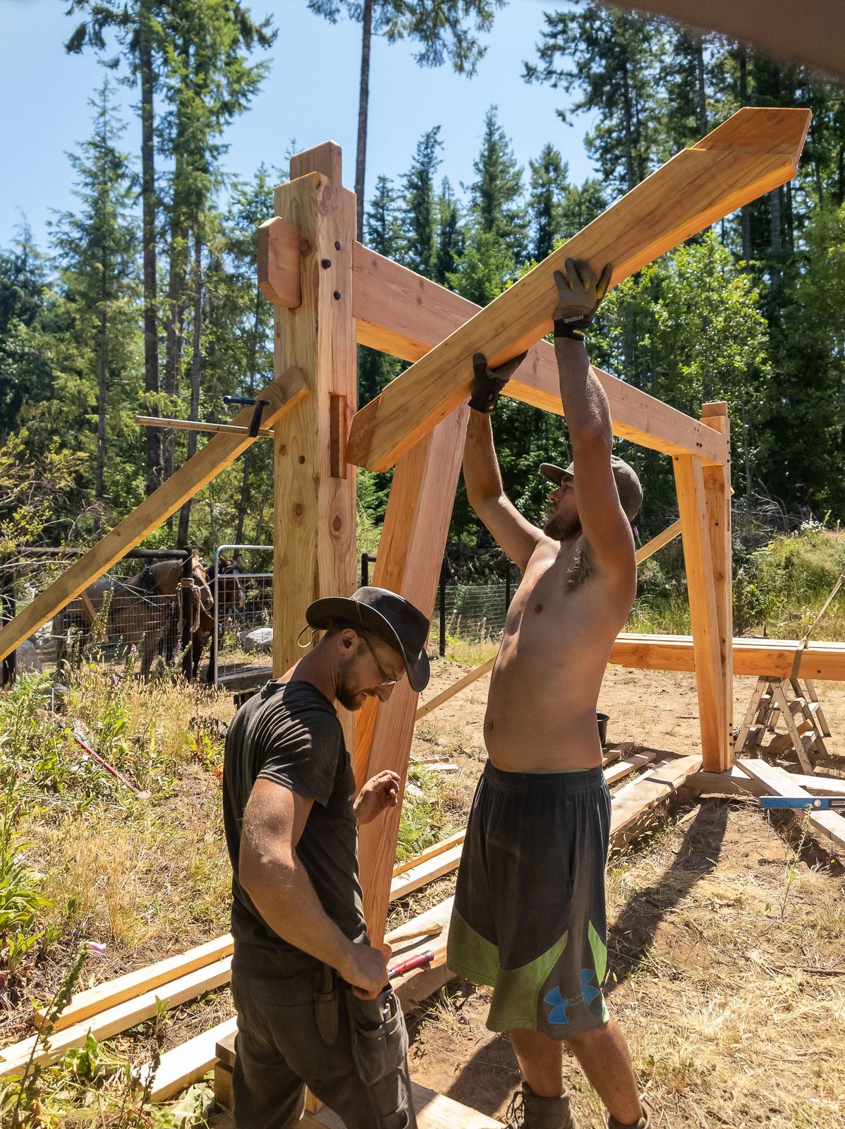 Two carpenters lifting a tie beam into a timber frame bent with draft horses behind on Quadra Island