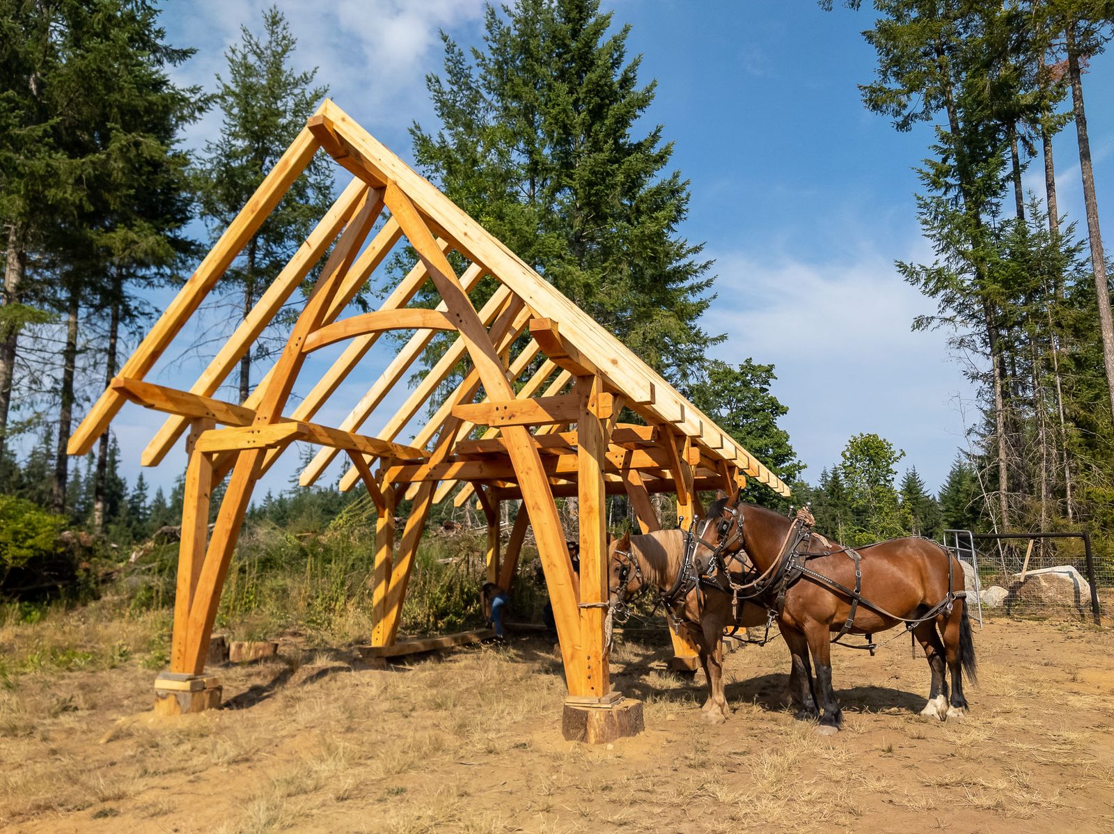Completed timber frame pavilion with full rafter roof and draft horses resting beneath on Quadra Island