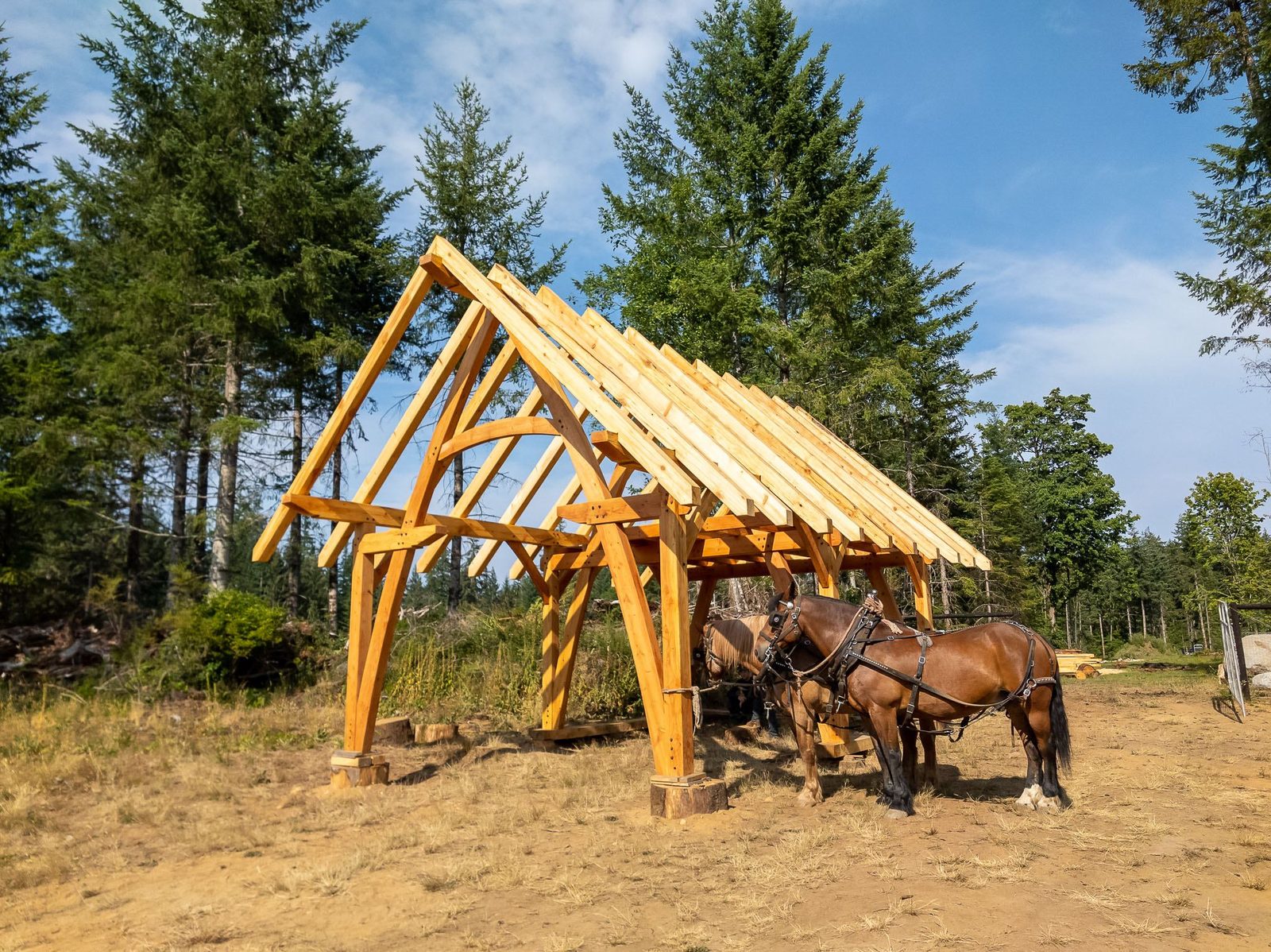 Timber frame pavilion roof of rafters over a horse team in a forest clearing on Quadra Island